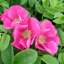 Роза ругоза Рубра (Rosa rugosa 'Rubra')