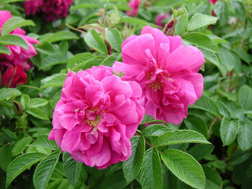 Роза морщинистая Ханза (Rosa rugosa 'Hansa')