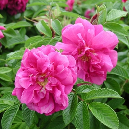 Роза морщинистая Ханза (Rosa rugosa 'Hansa')