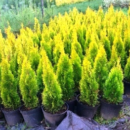 Туя западная Голден Смарагд (Thuja occidentalis 'Golden Smaragd')