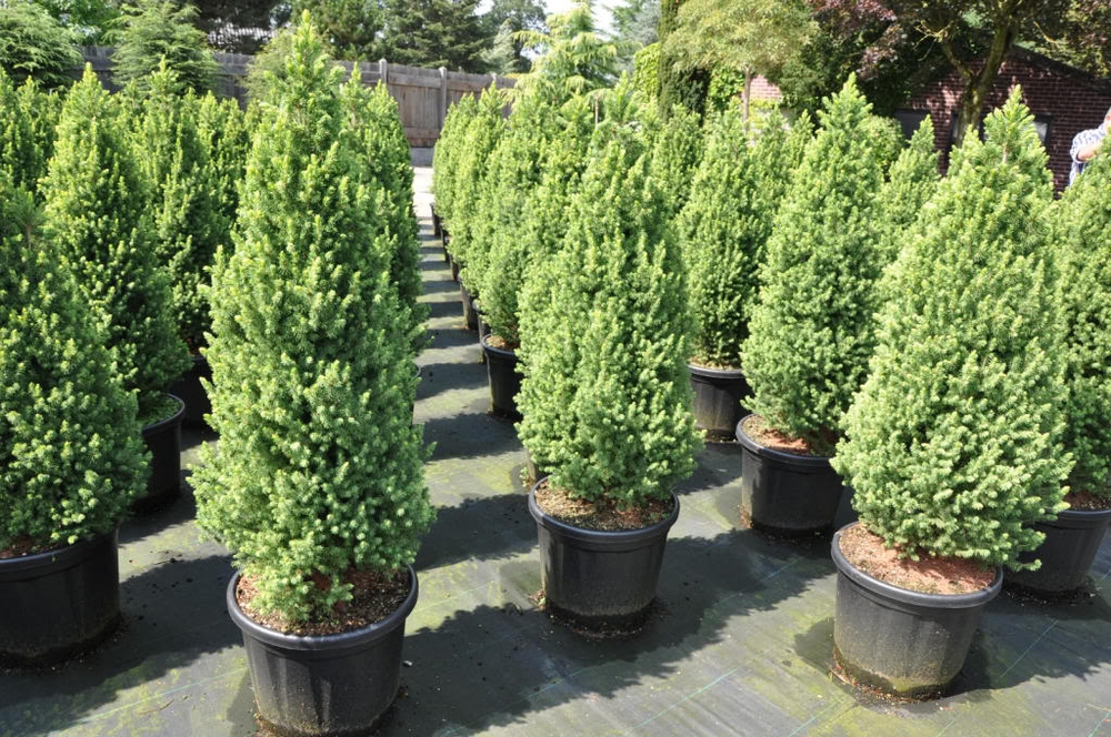 Ель канадская Рэйнбоуз Энд (Picea glauca 'Rainbow\'s End')