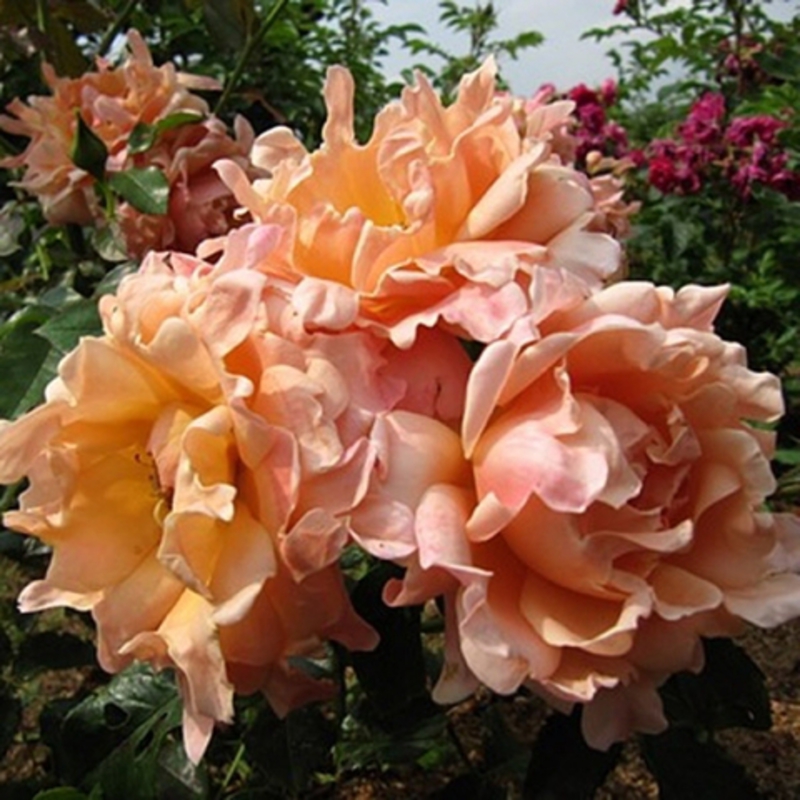 Роза флорибунда Раффлс Дрим (Rosa floribunda 'Ruffles Dream')