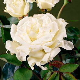 Роза флорибунда Раффлс Квин (Rosa floribunda 'Ruffles Queen')