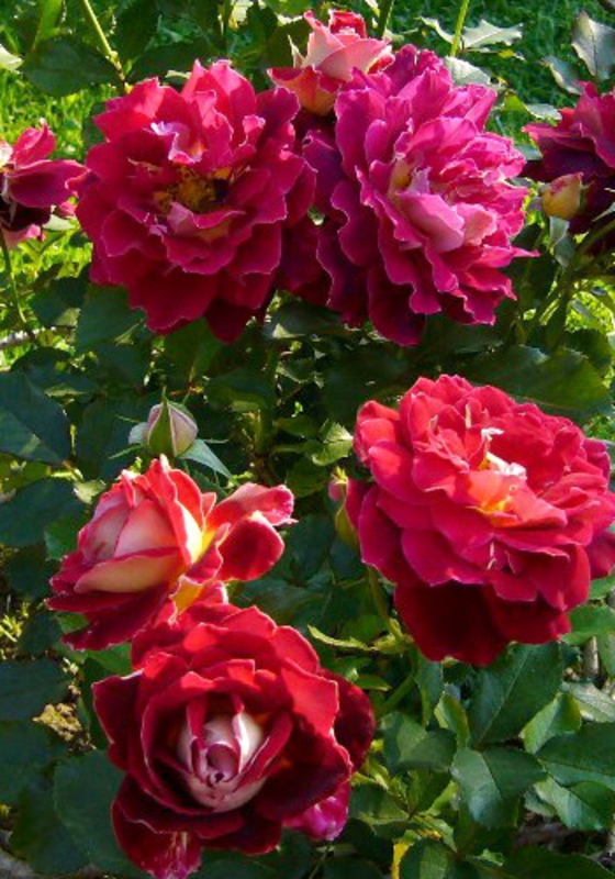 Роза флорибунда Романтик Раффлс (Rosa floribunda 'Romantic Ruffles')