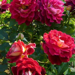 Роза флорибунда Романтик Раффлс (Rosa floribunda 'Romantic Ruffles')