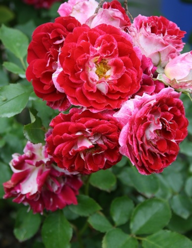Роза флорибунда Спарклинг Раффл (Rosa floribunda 'Sparkling Ruffle')