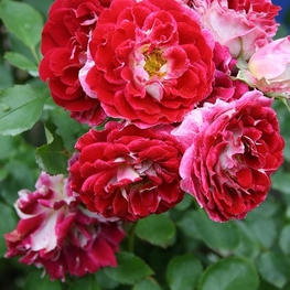 Роза флорибунда Спарклинг Раффл (Rosa floribunda 'Sparkling Ruffle')
