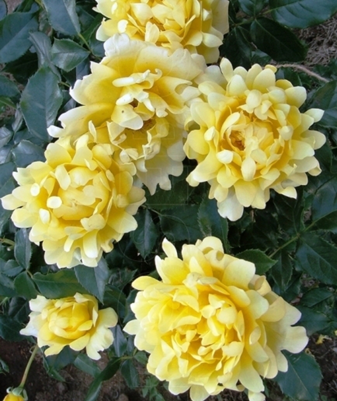 Роза флорибунда Сплендид Раффлс (Rosa floribunda 'Splendid Ruffles')