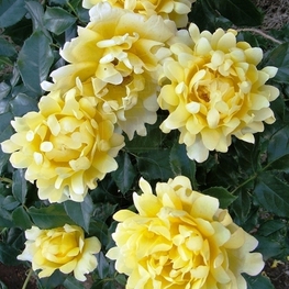 Роза флорибунда Сплендид Раффлс (Rosa floribunda 'Splendid Ruffles')