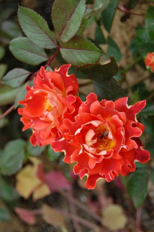 Роза флорибунда Шоколад Раффлс (Rosa floribunda 'Chocolate Ruffles')