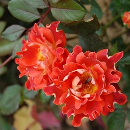 Роза флорибунда Шоколад Раффлс (Rosa floribunda 'Chocolate Ruffles')