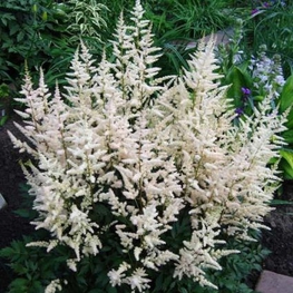 Астильба Арендса Бумальда (Astilbe arendsii 'Bumalda')