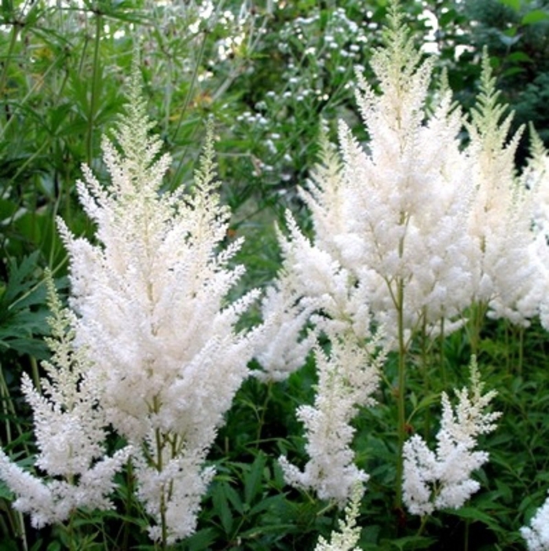 Астильба Арендса Диамант (Astilbe arendsii 'Diamant')