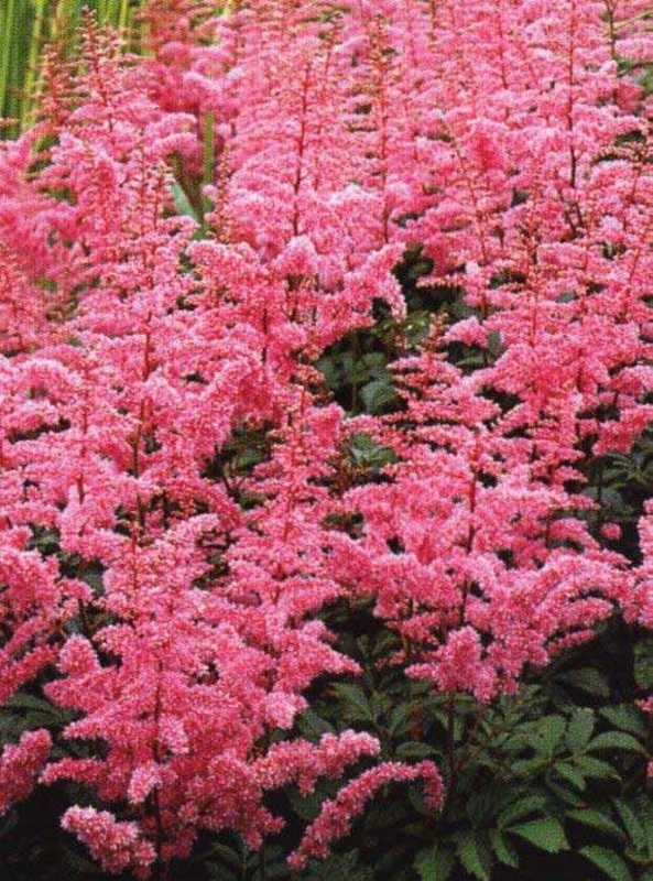 Астильба Арендса Каттлея (Astilbe arendsii 'Cattleya')