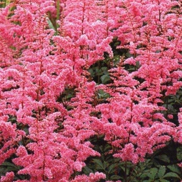 Астильба Арендса Каттлея (Astilbe arendsii 'Cattleya')