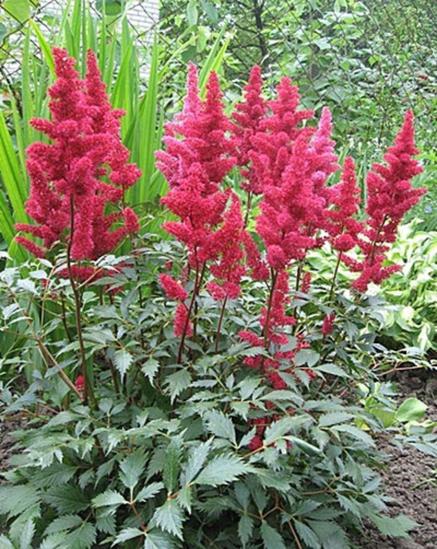 Астильба Арендса Фанал (Astilbe arendsii 'Fanal')