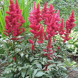 Астильба Арендса Фанал (Astilbe arendsii 'Fanal')