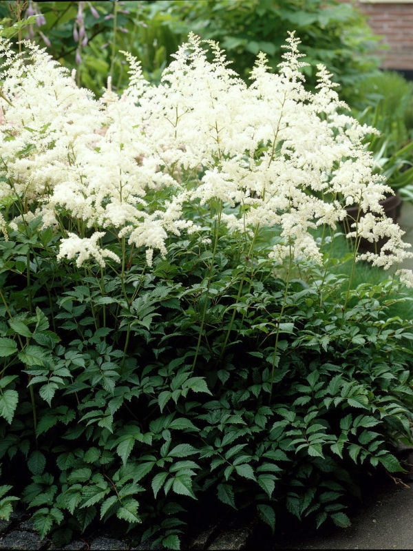 Астильба Арендса Браутшляйер (Astilbe arendsii 'Brautschleier')