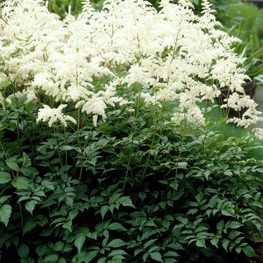 Астильба Арендса Браутшляйер (Astilbe arendsii 'Brautschleier')