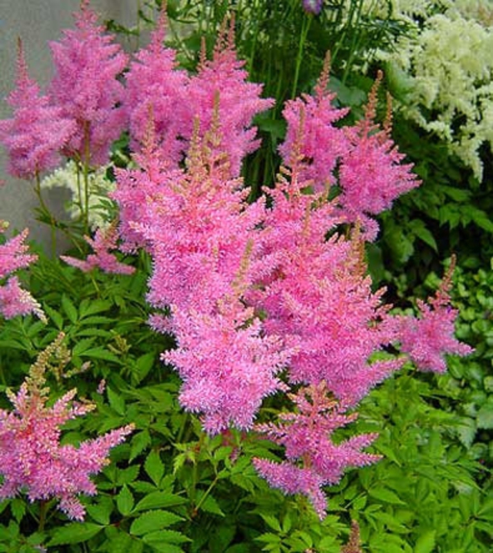Астильба Арендса Глория Пурпуреа (Astilbe arendsii 'Gloria Purpurea')