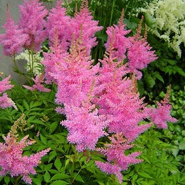 Астильба Арендса Глория Пурпуреа (Astilbe arendsii 'Gloria Purpurea')