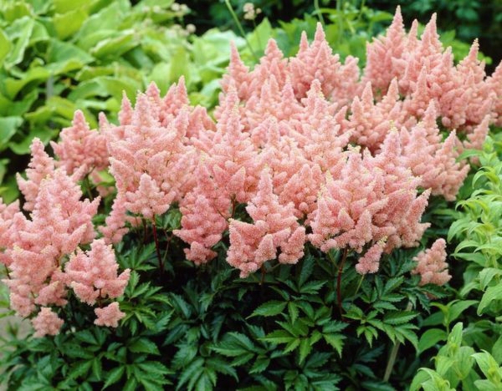Астильба Арендса Систер Тереза (Astilbe arendsii 'Sister Theresa')