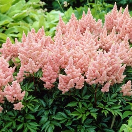 Астильба Арендса Систер Тереза (Astilbe arendsii 'Sister Theresa')