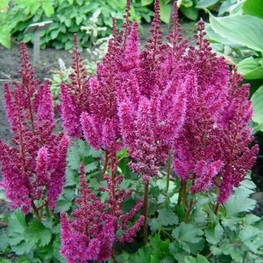 Астильба китайская Перпл Рейн (Astilbe chinensis 'Purple Rain')