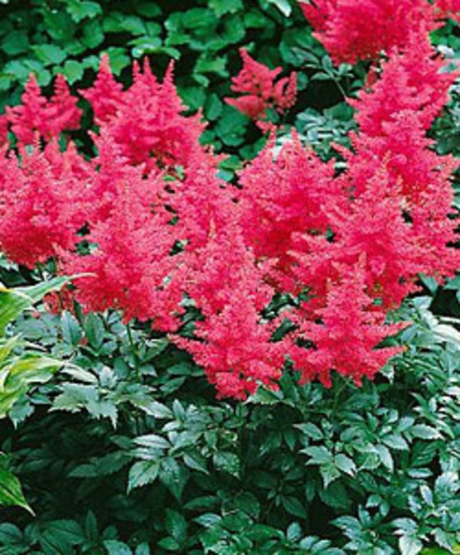 Астильба японская Бонн (Astilbe japonica 'Bonn')