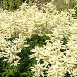 Астильба японская Дойчланд (Astilbe japonica 'Deutschland')