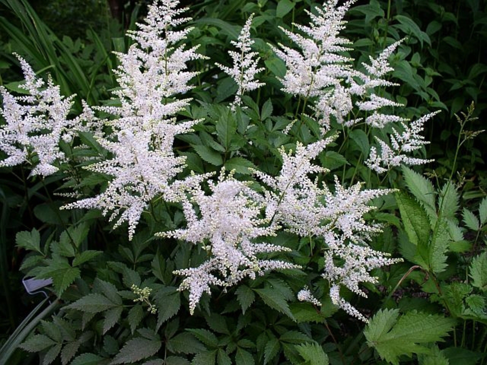 Астильба японская Вашингтон (Astilbe japonica 'Washington')