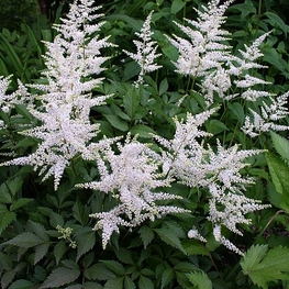 Астильба японская Вашингтон (Astilbe japonica 'Washington')