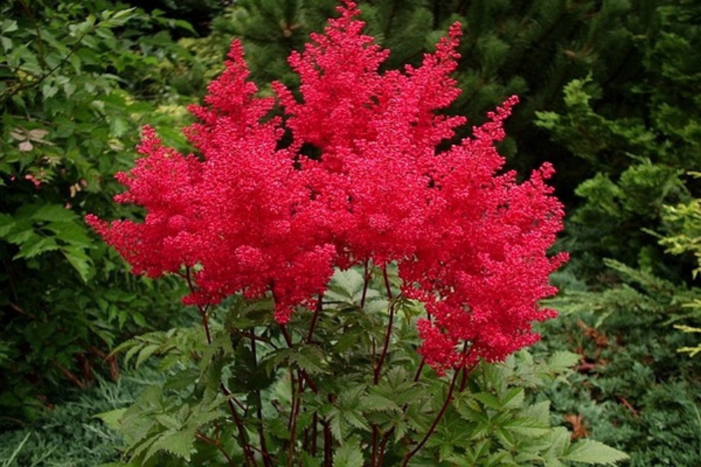 Астильба японская Везувиус (Astilbe japonica 'Vesuvius')