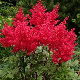 Астильба японская Везувиус (Astilbe japonica 'Vesuvius')