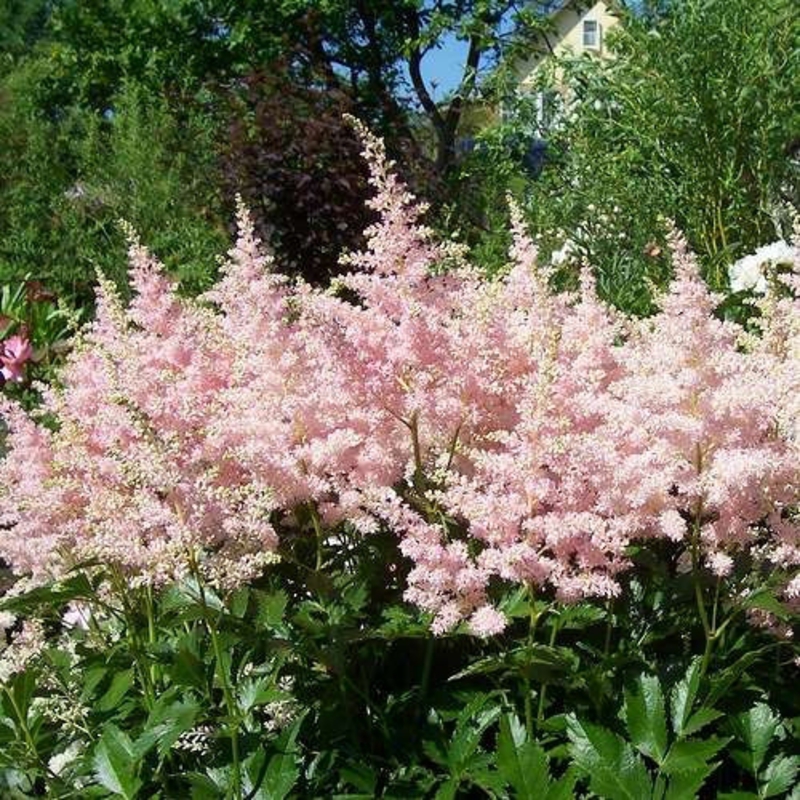 Астильба японская Европа (Astilbe japonica 'Europa')