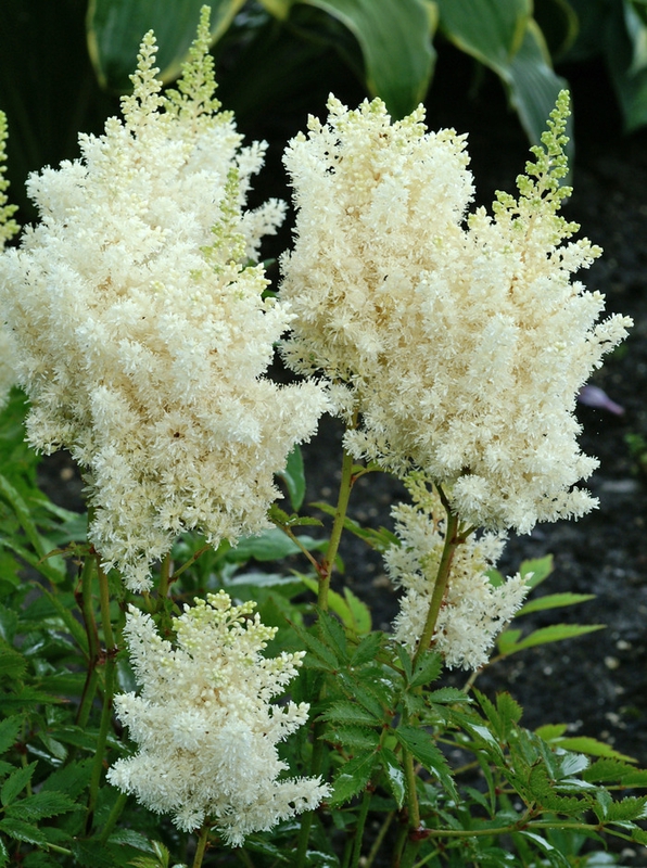 Астильба китайская Вижнс ин Вайт (Astilbe chinensis 'Visions in White')