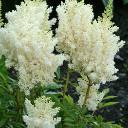 Астильба китайская Вижнс ин Вайт (Astilbe chinensis 'Visions in White')