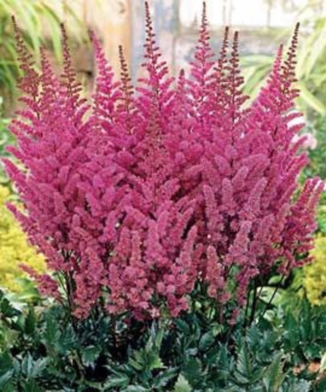 Астильба китайская Мэгги Дэйли (Astilbe chinensis 'Maggie Daley')