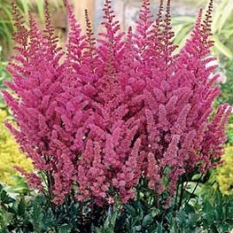 Астильба китайская Мэгги Дэйли (Astilbe chinensis 'Maggie Daley')