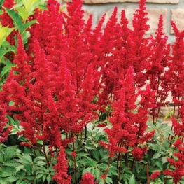 Астильба Арендса Бургунди Ред (Astilbe arendsii 'Burgundy Red')