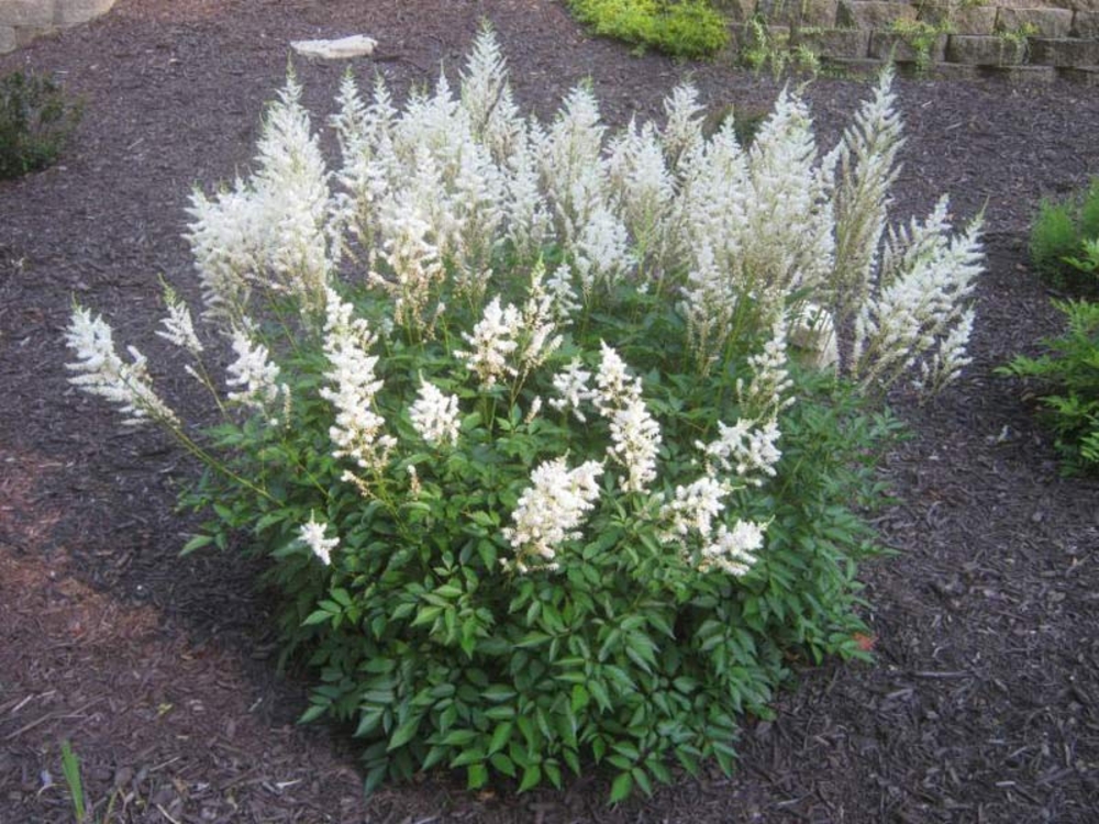 Астильба Арендса Сноудрифт (Astilbe arendsii 'Snowdrift')