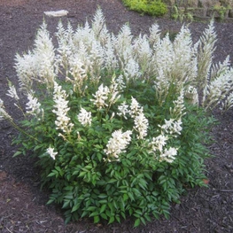 Астильба Арендса Сноудрифт (Astilbe arendsii 'Snowdrift')