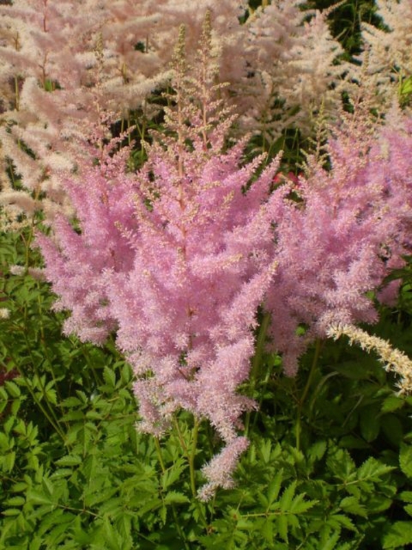 Астильба Арендса Гиацинт (Astilbe arendsii 'Hyazinth')