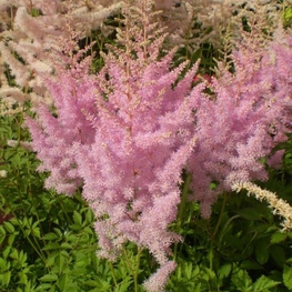 Астильба Арендса Гиацинт (Astilbe arendsii 'Hyazinth')