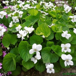 Фиалка мотыльковая (Viola sororia)