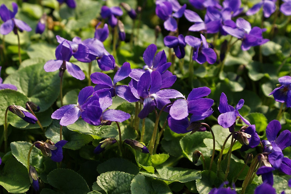 Фиалка душистая Кёнигин Шарлотте (Viola odorata 'Konigin Charlotte')