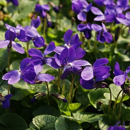 Фиалка душистая Кёнигин Шарлотте (Viola odorata 'Konigin Charlotte')