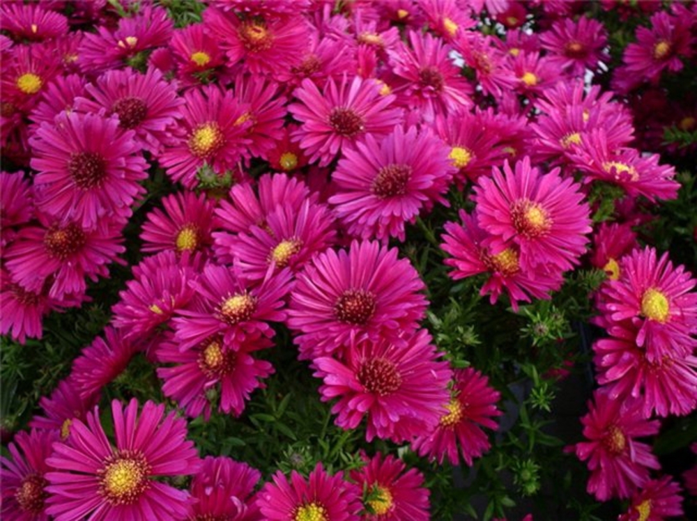 Астра кустарниковая Дженни (Aster dumosus 'Jenny')