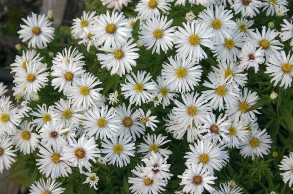 Астра кустарниковая Кристина (Aster dumosus 'Kristina')