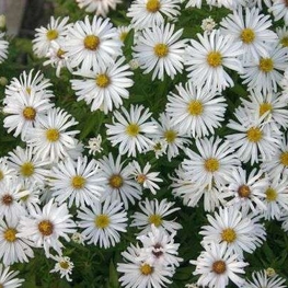 Астра кустарниковая Кристина (Aster dumosus 'Kristina')